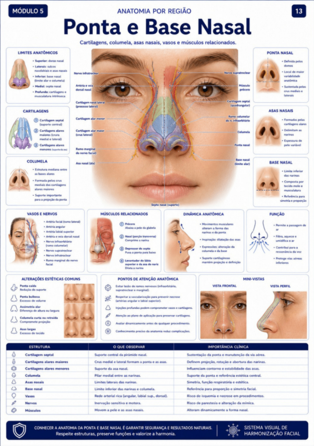 Ponta e Base Nasal