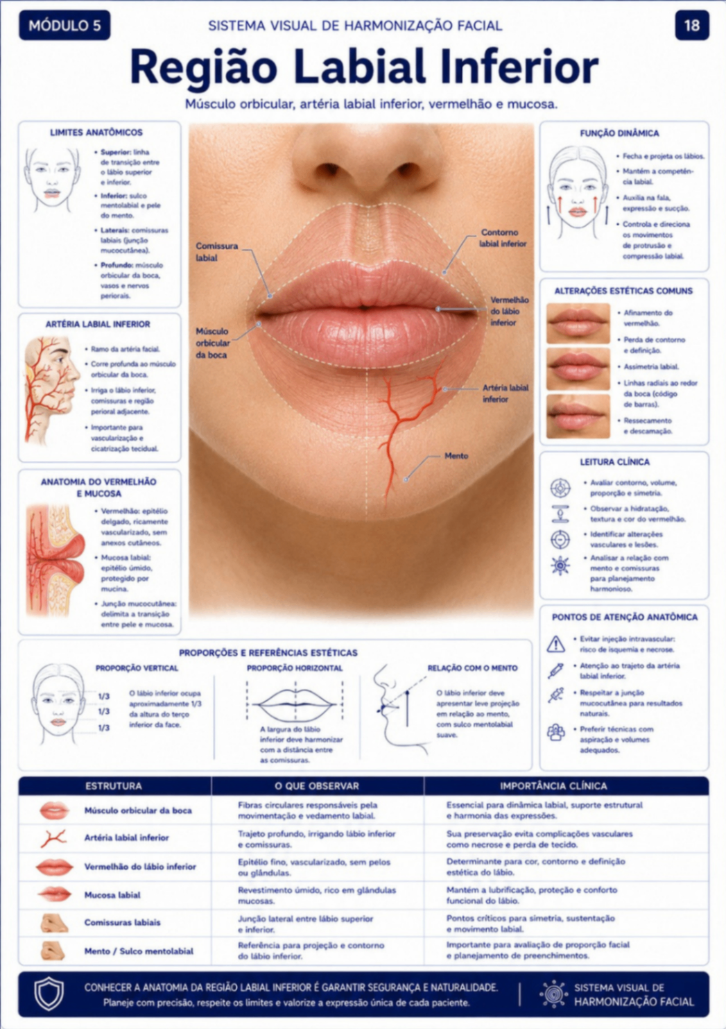 Região Labial Inferior
